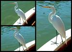 (46) egret montage.jpg    (1000x720)    217 KB                              click to see enlarged picture